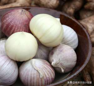 家庭大蒜种植(独头蒜口感虽好，但价格却很贵，哪些方法可以自己种出独头蒜？)