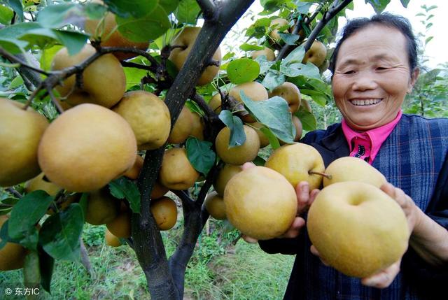 吃完梨以后，‘梨核’不要让，简单在家种梨树