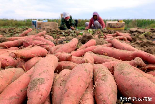 农民种地瓜怎样才能实现高产优收？分享5个种植管理技巧