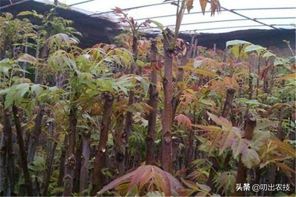 香椿的种植技术，注意这几点，可以变得更简单