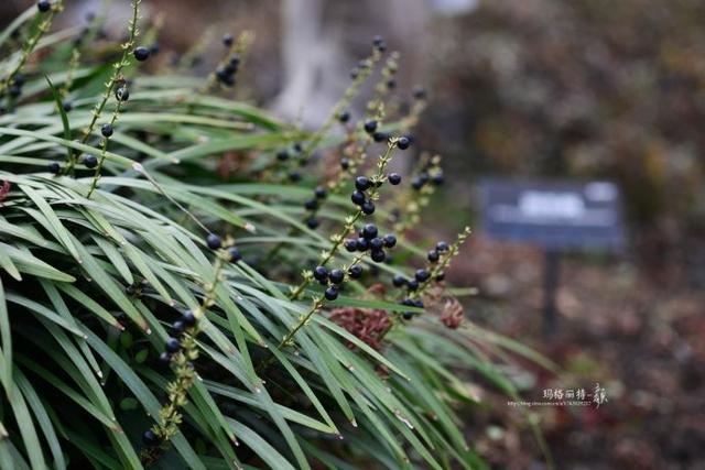 植物笔记：长生不老的仙草到麦冬