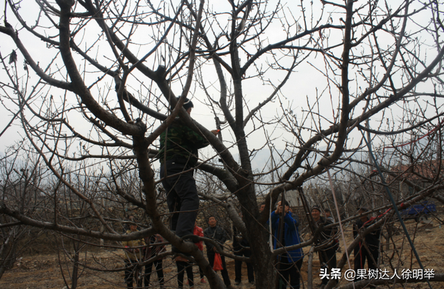 种植大樱桃的你无论折腾什么树形，这些方法学会才能出彩有亮点