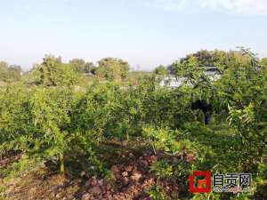 花椒种植在荒山(富顺县飞龙镇：“荒山”变“金山”，花椒种植助力乡村发展)