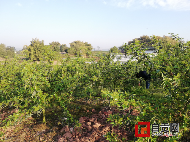 富顺县飞龙镇：“荒山”变“金山”，花椒种植助力乡村发展