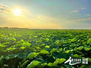 永济韩阳镇莲藕种植(永济市韩阳镇：入夏荷花生 赏荷正当时)