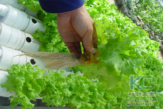 西瓜水肥一体化无土栽培技术