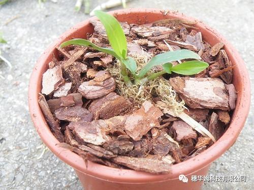 在家里种植铁皮石斛与护养（攻略全)