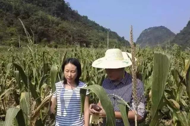 来到农村地头，揭开广西黑玉米种植的秘密