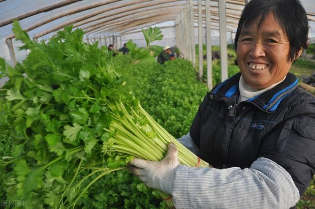 怎样种芹菜