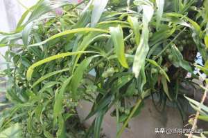 什么时候种植黄精(黄精种植条件和方法)