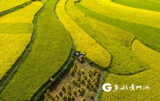 黔西：红米科学种植让村民踏上致富路