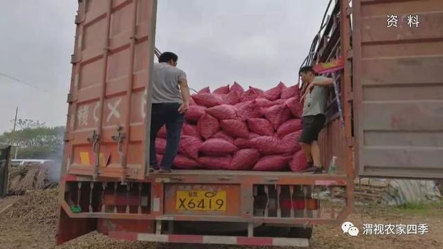 富平：小小葛根闯出致富路