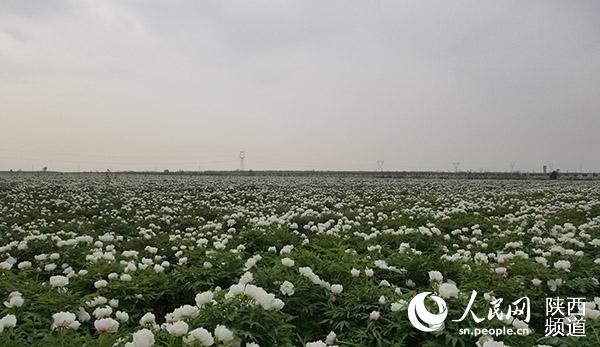 产业园区 生态景区 陕西合阳为沿黄增添“诗情花意”