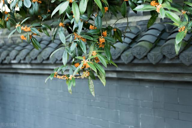 桂花树园林种植：如何种植桂花树，桂花树的栽培要点和技巧