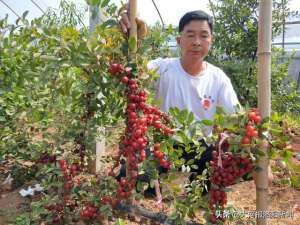 钙果种植条件(山村农民自己培育钙果树苗，年入15万以上)