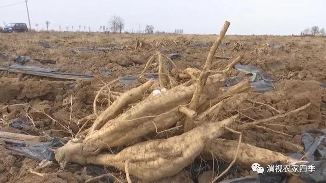 富平：小小葛根闯出致富路