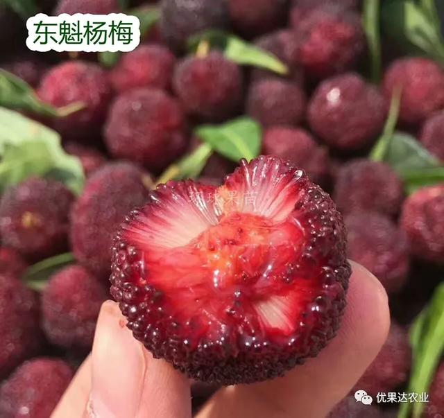 杨梅种植栽培管理技术