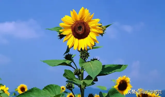 手把手教你怎么盆栽向日葵，简单实用发芽快，养护起来也不难