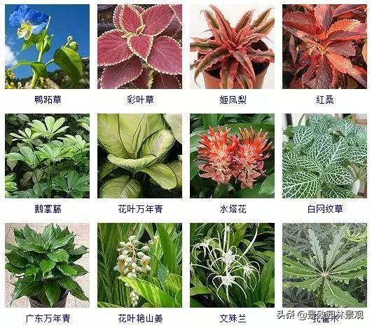 100种 · 常见观叶植物，你都认识吗？