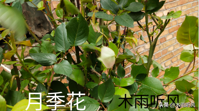 月季花容易养活吗？月季花什么时候移栽比较好？