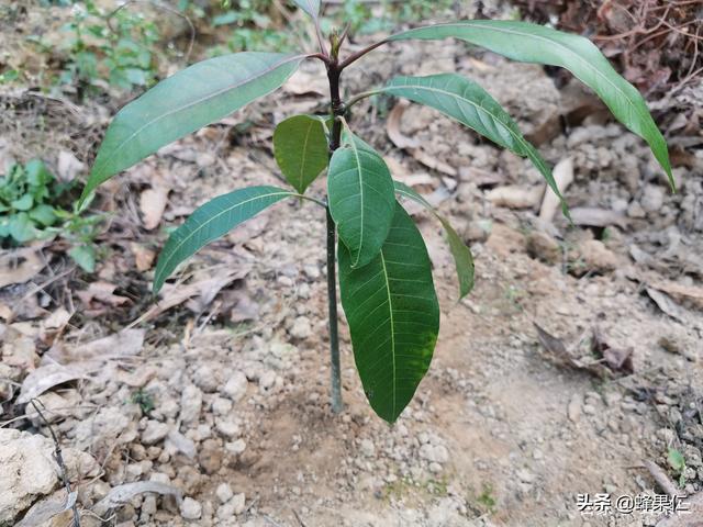 为什么很多人种植的芒果树成活率低？原因就是你不了解这两个重点