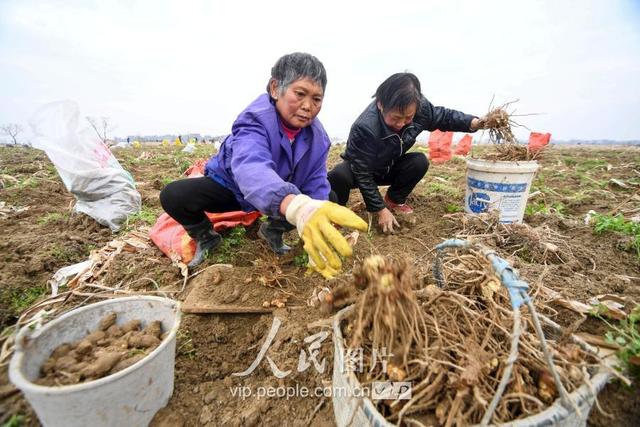 江西新余：中药材种植富农家