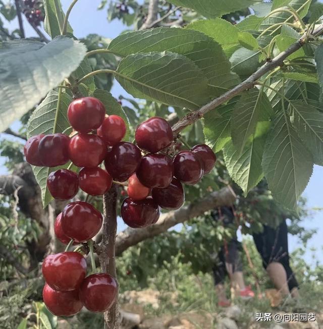 车厘子中国能种吗？中国没有车厘子，只有大樱桃，可以种植