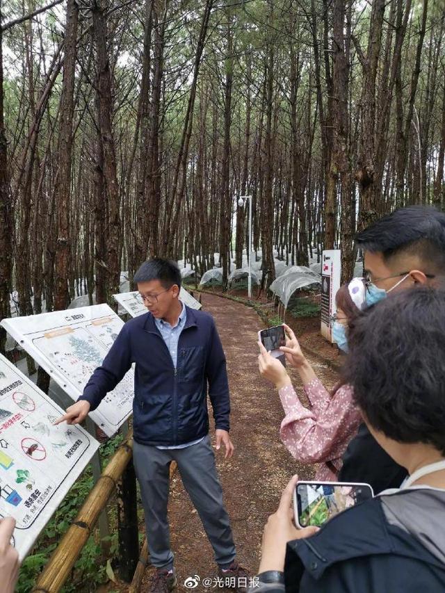 云南澜沧县：林下三七种植让群众阔步致富奔小康