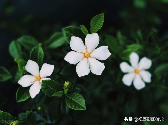 春天可以种哪些花（二）