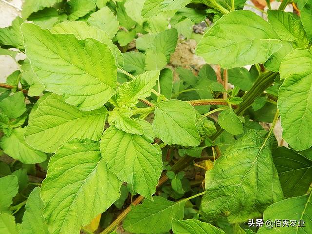 苋菜这样种，不惧高温威胁，只需种植几棵，够一家人吃到秋天