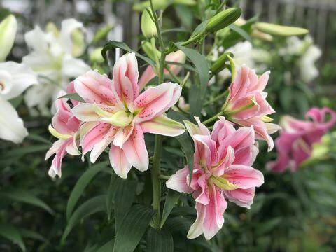 盆栽百合花“这样养”，1个种球长出10个，越养越多，开花满盆