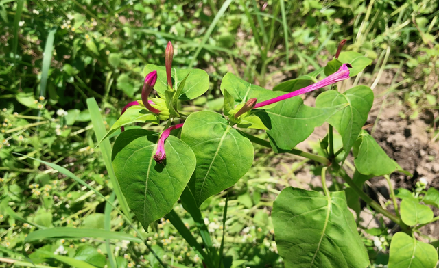 “胭脂花”只当观赏太可惜！叶子和根还有这妙用，快来一起了解下