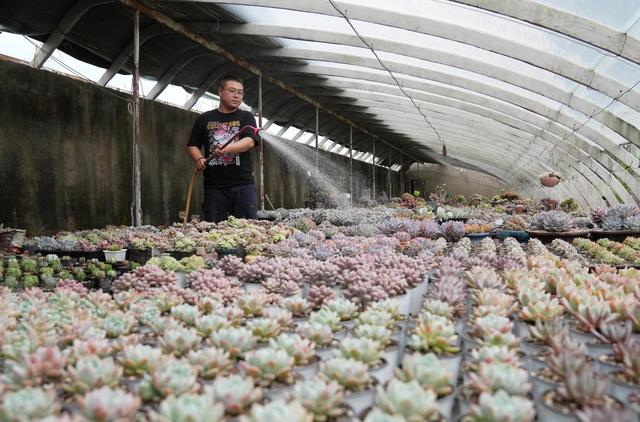 （经济）河北秦皇岛：特色观赏植物种植助农增收