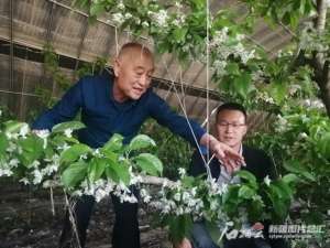 樱桃树怎么种植视频(他坚持7年在荒地上种出300亩樱桃树，今年全面挂果)