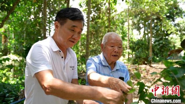 采种、育种南药近千种 九旬老人深耕南药六十余载