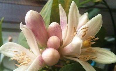 盆栽柠檬树，养护注意“技巧”，开花多，结果多，果子超漂亮！
