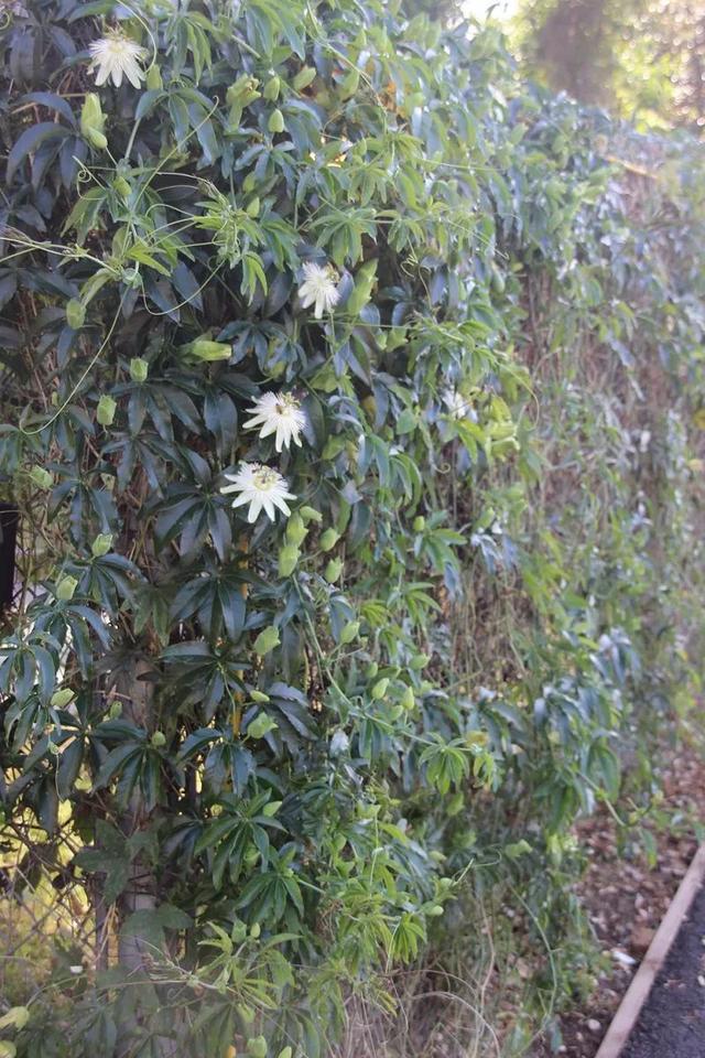 百香果变阳台上的盆栽，开了很多的花朵，为啥一个果子都看不到