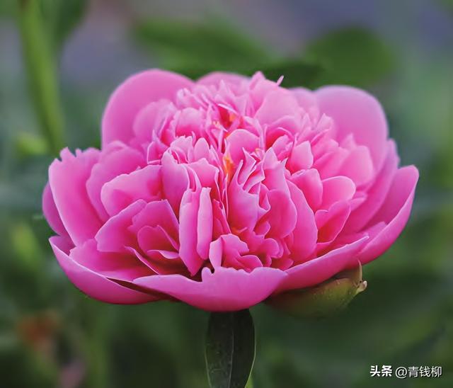 中国爱情花—芍药