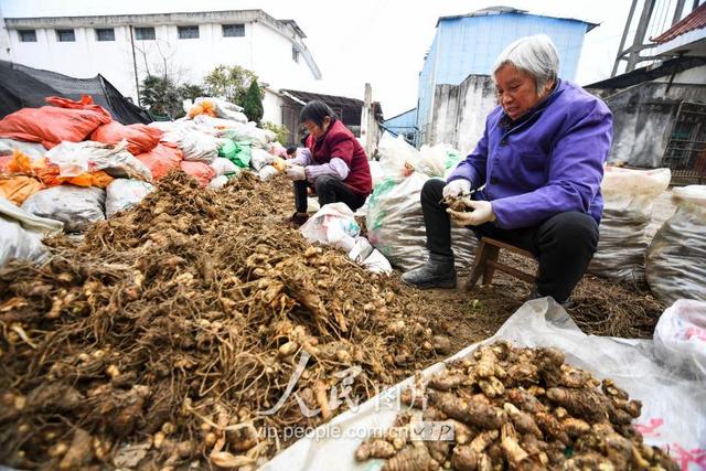 江西新余：中药材种植富农家