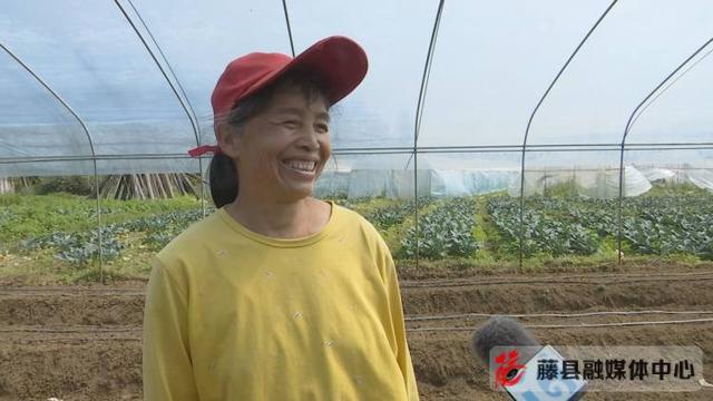 【巾帼风采】90后种植能手戴丽菲：土里掘“金”刨出致富路