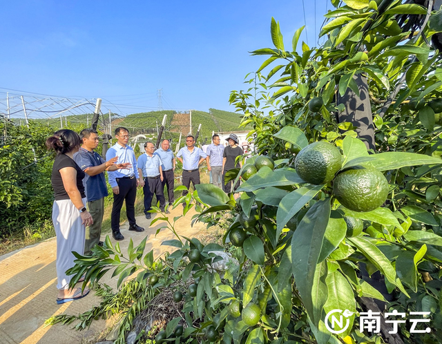 青秀区与农业“国家队”开展全方位合作推进乡村振兴