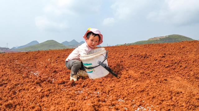 广西平乐：万亩红土地 葛根春种忙