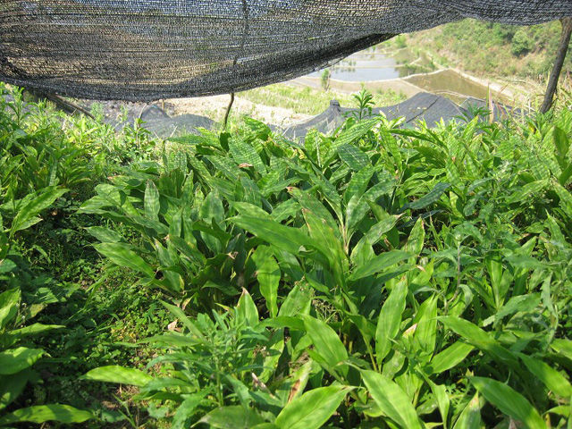 长在热带的草果，有着独特刺鼻的香味，它应该这样子栽种。