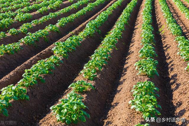 一年二十四节气蔬菜种植时间，什么时候种什么菜，一看就明白