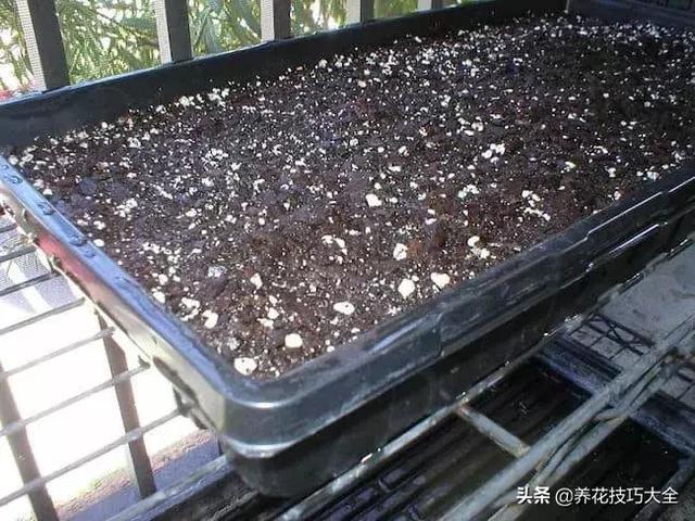 在窗台边与播种繁殖一些小麦草盆栽，能用来榨汁或喂养宠物