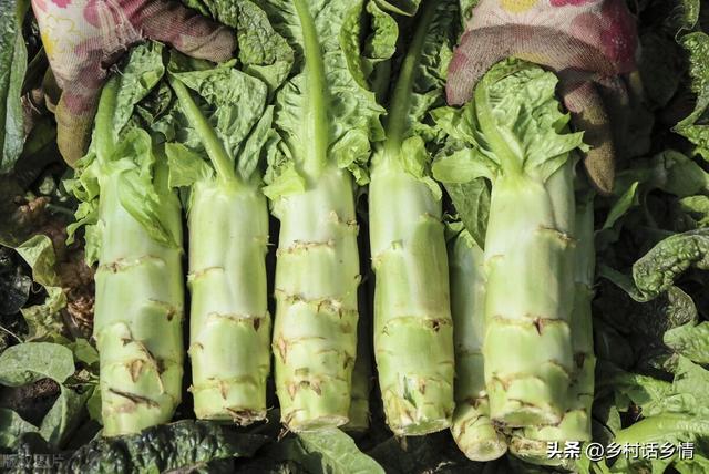 种植莴笋怎样才能长得又粗又长？这四点才是关键，赶紧学学