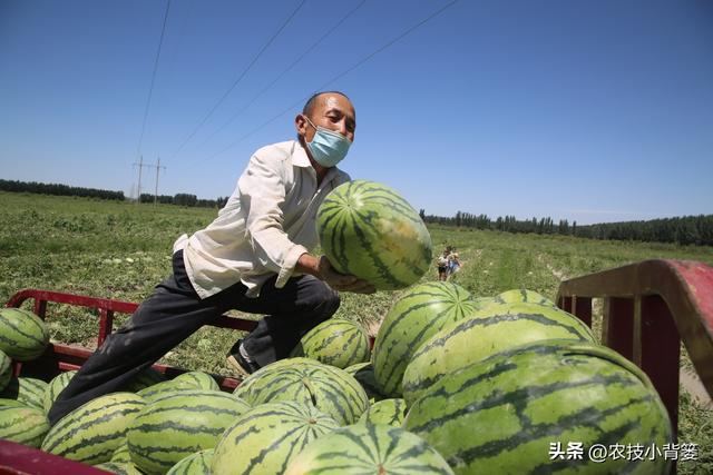 大葱、芹菜、萝卜、西瓜高产优收种植技巧，真实用！赶紧收藏起来