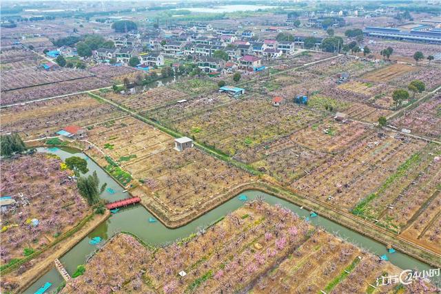 江苏24小时·滚动推送｜太仓市：气雾立体栽培芹菜一年收7茬 亩产5500公斤