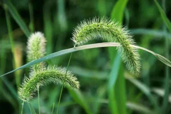 这个除草剂更厉害，杂草1天中毒，2天彻底死干净，3天即可种庄稼