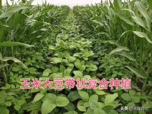 大豆种植行距与株距(玉米大豆带状复合种植模式下，杂草该如何防治？专家给出了答案)